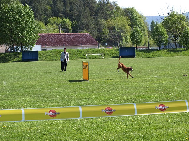www.atibox.net * www.euroboxer.eu * www.boxergenealogia.eu